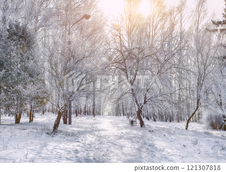 Majestic landscape with snow-covered trees in the city park. 121307818