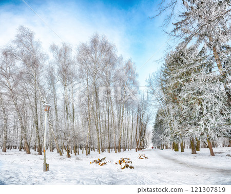 Picturesque landscape with snow-covered trees in the city park. 121307819