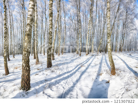 Incredible landscape with snow-covered birch trees in city park. Incredible landscape with snow-covered birch trees in city park. 121307822