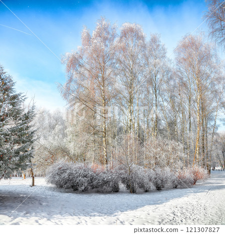 Majestic landscape with snow-covered birch trees in city park. Majestic landscape with snow-covered birch trees in city park. 121307827