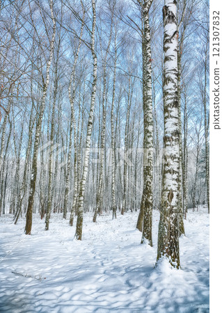 Majestic landscape with snow-covered birch trees in city park. 121307832