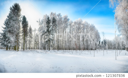 Majestic landscape with snow-covered trees in the city park. 121307836