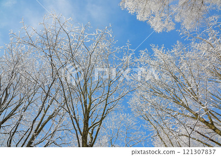 Majestic landscape with snow-covered trees in city park. 121307837