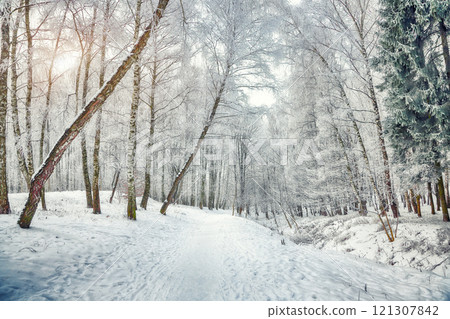 Incredible landscape with snow-covered trees in the city park. 121307842