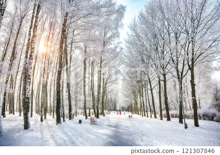 Majestic landscape with snow-covered trees in the city park. 121307846