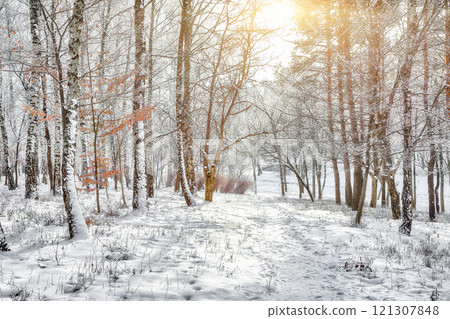 Incredible landscape with snow-covered trees in the city park. Incredible landscape with snow-covered trees in the city park. 121307848