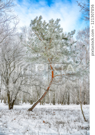 Majestic landscape with snow-covered trees in the city park. 121307856