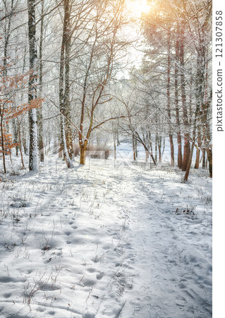 Picturesque landscape with snow-covered trees in the city park. 121307858