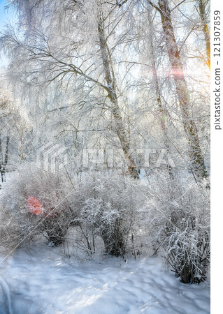 Majestic landscape with snow-covered trees in the city park. 121307859