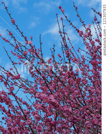 Red flower of flowers 121307935