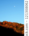 The moon setting over the yellow leaves of early winter 121308062