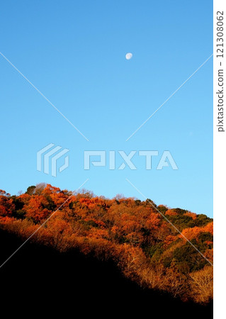 The moon setting over the yellow leaves of early winter 121308062