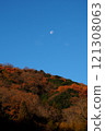 The moon setting over the yellow leaves of early winter 121308063
