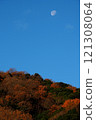 The moon setting over the yellow leaves of early winter 121308064