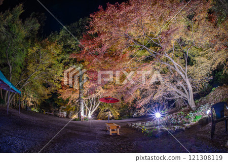 Misojien Garden in Unzen City, Nagasaki Prefecture is famous for the beautiful illuminated autumn leaves. Misojien Garden in Unzen City, Nagasaki Prefecture is famous for the beautiful illuminated autumn leaves. 121308119