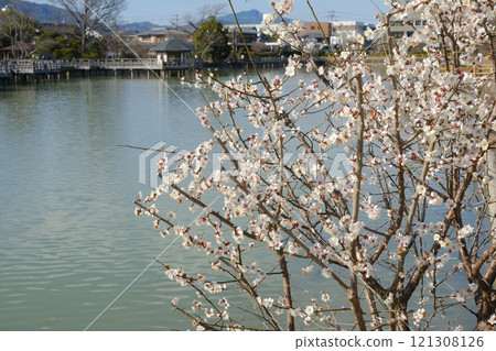 White plum blossoms blooming at Hachijo Pond 121308126