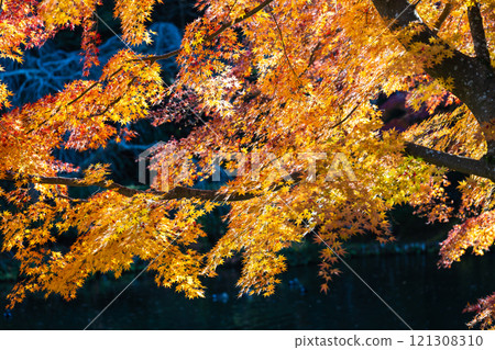 Colorful autumn leaves that reflect the season at Naritasan Park 121308310