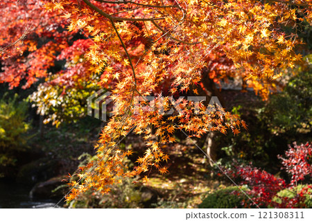 Colorful autumn leaves that reflect the season at Naritasan Park Colorful autumn leaves that reflect the season at Naritasan Park 121308311