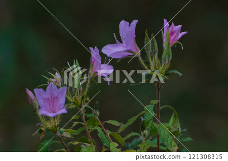 杜鵑花科杜鵑花的粉紅色花朵，在冬季瘋狂綻放。 121308315