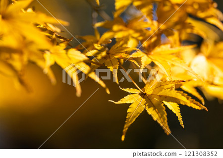 Bright golden maple leaves at Naritasan Park 121308352