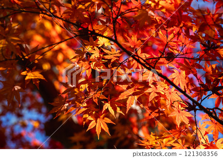 成田山公園鮮紅的楓樹 成田山公園鮮紅的楓樹 121308356