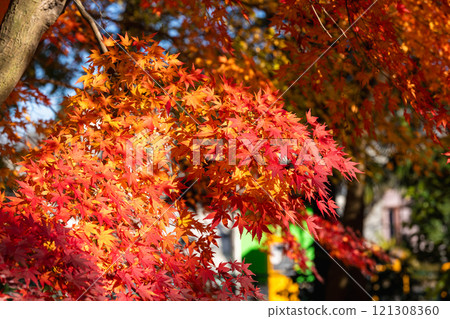Brightly colored red maple trees at Naritasan Park Brightly colored red maple trees at Naritasan Park 121308360