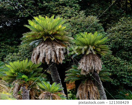 Evergreen gymnosperm Cycad family Male cycad Evergreen gymnosperm Cycad family Male cycad 121308429