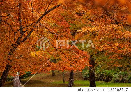 Beautiful autumn foliage at Fukuhara Sanso in Shikaoi Town 121308547