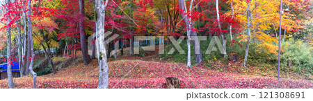 241118 Hie Shrine z046-054-S 121308691