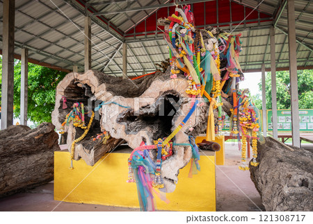 An ancient dead tamarind tree keeping in Buddhist temple in Uttaradit province of Thailand. Belief in ghosts and spirit beings is widespread in Thai culture. An ancient dead tamarind tree keeping in Buddhist temple in Uttaradit province of Thailand. Belief in ghosts and spirit beings is widespread in Thai culture. 121308717