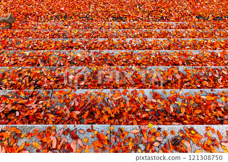 241118 日枝神社 z098 121308750