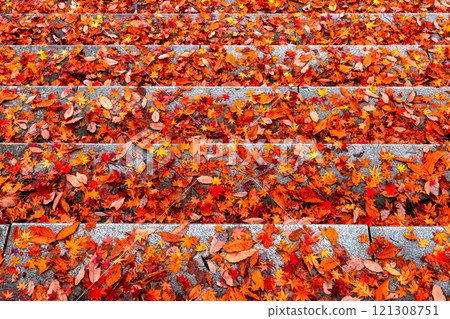 241118 日枝神社 z099 241118 日枝神社 z099 121308751