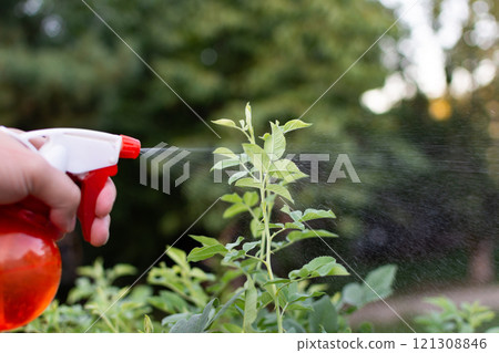 manual spraying of green leafs from diseases and pests manual spraying of green leafs from diseases and pests 121308846