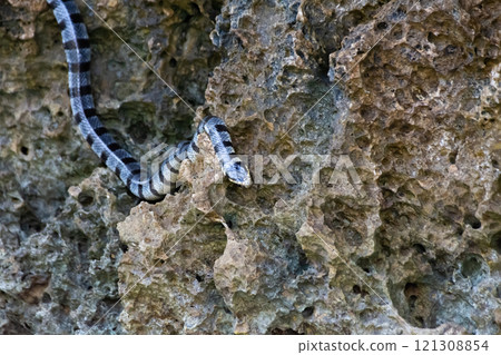 Poisonous sea snake krait on the stones near the sea 121308854