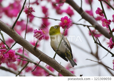 A white-eye perched on a branch of a red plum tree A white-eye perched on a branch of a red plum tree 121309050