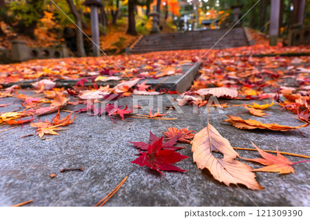 241118 Hie Shrine z146 241118 Hie Shrine z146 121309390