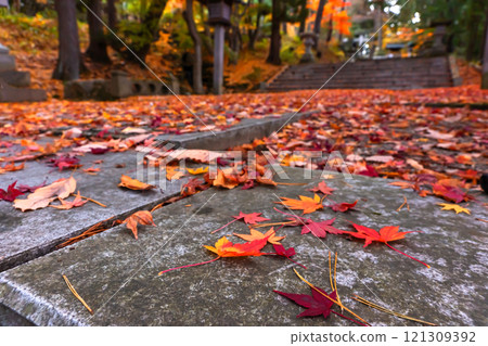 241118 Hie Shrine z151 241118 Hie Shrine z151 121309392