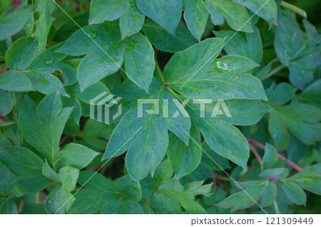 A leaf from the herbal medicine "Standing Peony." The birdzela variety has the flower language of "shyness" or "bashfulness." A leaf from the herbal medicine "Standing Peony." The birdzela variety has the flower language of "shyness" or "bashfulness." 121309449