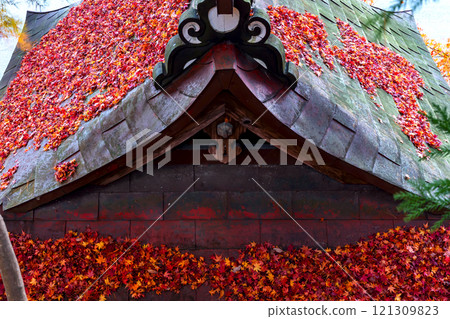 241119 日枝神社 z002 241119 日枝神社 z002 121309823