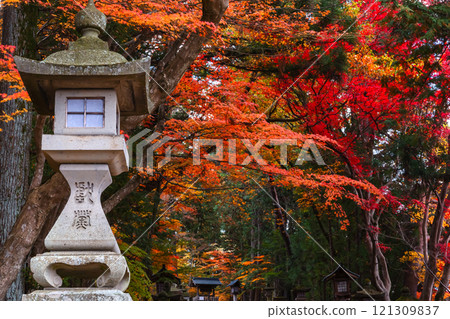 241119 日枝神社 z024 241119 日枝神社 z024 121309837