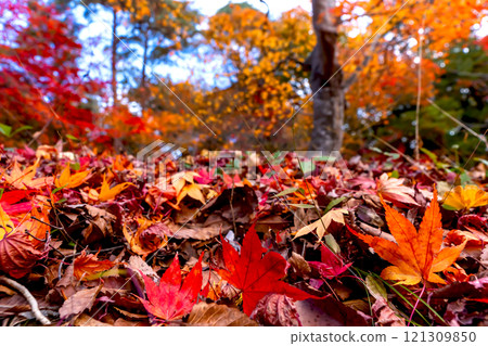 241119 日枝神社 z177 241119 日枝神社 z177 121309850