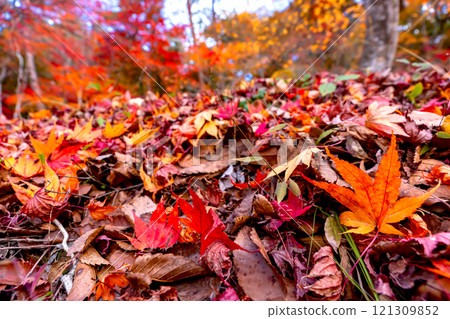 241119 日枝神社 z200 241119 日枝神社 z200 121309852
