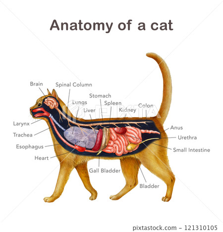 Anatomy of a cat with organ names scheme. Hand drawn detailed illustration. Feline internal organs anatomical table on white background. Cat inner anatomy for study, print, veterinary table design Anatomy of a cat with organ names scheme. Hand drawn detailed illustration. Feline internal organs anatomical table on white background. Cat inner anatomy for study, print, veterinary table design 121310105