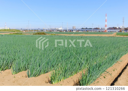 Yagiri onions from Matsudo City, Chiba Prefecture December 2024 Yagiri onions from Matsudo City, Chiba Prefecture December 2024 121310266