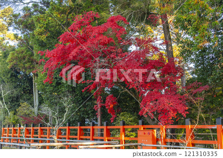 京都的秋天，上賀茂神社，楓葉變成鮮紅色 121310335