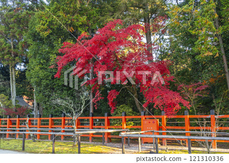 Autumn in Kyoto: Kamigamo Shrine, bright red maple trees 121310336
