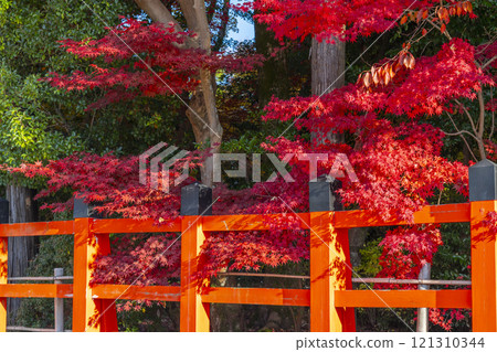 Autumn in Kyoto: Kamigamo Shrine, bright red maple trees 121310344