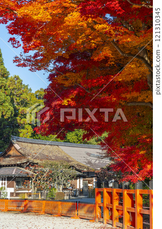 Autumn in Kyoto: Kamigamo Shrine, bright red maple trees Autumn in Kyoto: Kamigamo Shrine, bright red maple trees 121310345