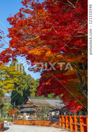 Autumn in Kyoto: Kamigamo Shrine, bright red maple trees Autumn in Kyoto: Kamigamo Shrine, bright red maple trees 121310346