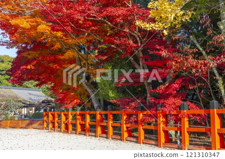 京都的秋天，上賀茂神社，楓葉變成鮮紅色 121310347